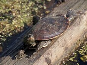 Northern Map Turtle