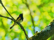 American redstart