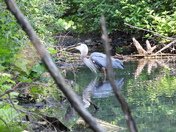 À Rosemère ce matin