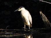 À Rosemère ce matin