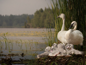 Trumpeter Swan family on Goose Bay 