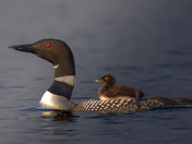 Loon with Loonlet