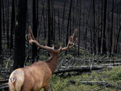Elk and burned forest