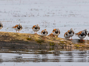  A whole lot of Ruddy Turnstones!