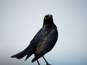 Look at me said the blackbird.