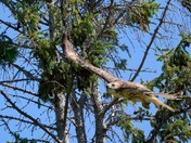 Sitting pretty until he's not.