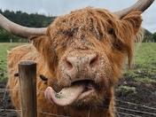 Scotland’s Highland Coo