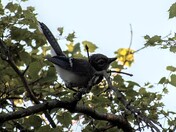 Baby Blue Jay