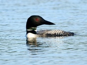 Loon 