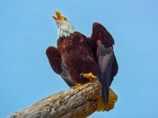 Vociferous Eagle