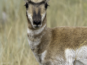 Pronghorn on the Prairies