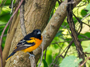 Oriole Perched in a Tree at Rondeau Provincial Park
