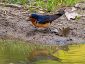 Barn Swallow Foraging Near a Puddle at Rondeau Provincial Park