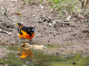 Oriole Searching for Food Near a Puddle at Rondeau Provincial Park