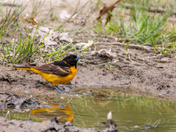 Oriole Searching for Food Near a Puddle at Rondeau Provincial Park