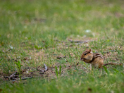 Chipmunk Eating a Nut in the Grass at Rondeau Provincial Park