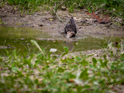 Female Red-Winged Blackbird Bathing at Rondeau Provincial Park