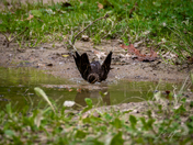 Female Red-Winged Blackbird Bathing at Rondeau Provincial Park
