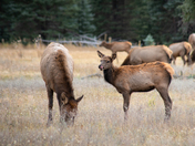 Uncompahgre National Forest