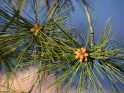 Bryce Canyon National Park, Utah