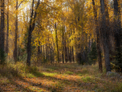San Juan National Forest