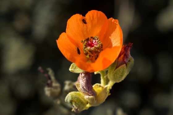 Death Valley National Park, CA.
