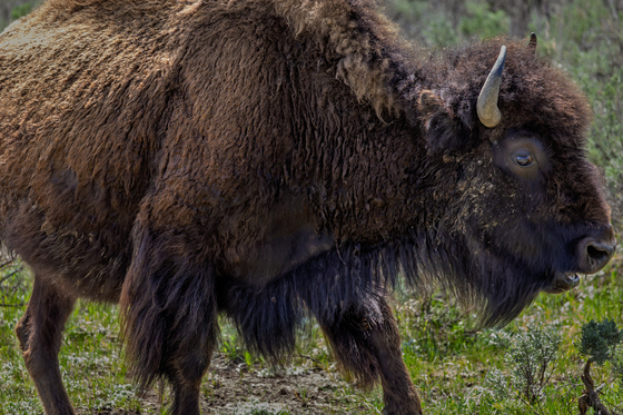 Yellowstone National Park