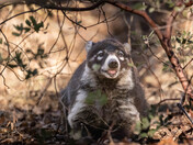Chiracahua National Monument