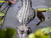 Everglades National Park