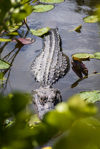 Everglades National Park