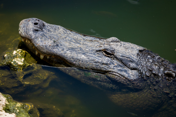 Big Cypress National Preserve