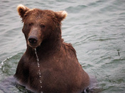Katmai National Park and Preserve