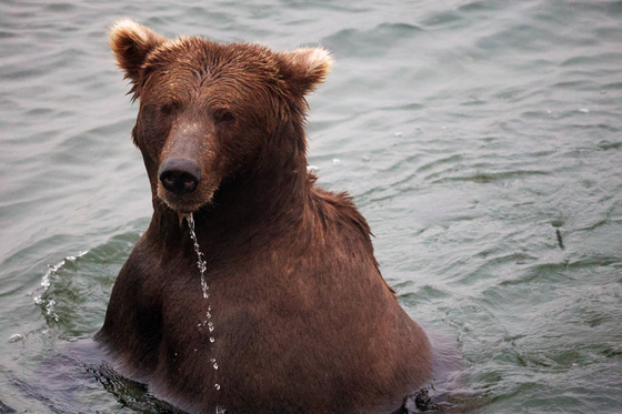 Katmai National Park and Preserve
