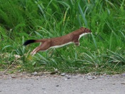 Katmai National Park and Preserve