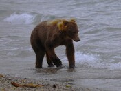 Katmai National Park and Preserve
