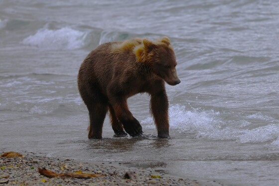 Katmai National Park and Preserve