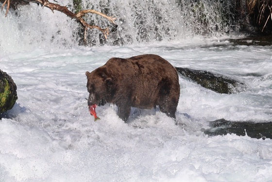 Katmai National Park and Preserve