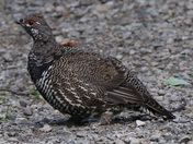 Katmai National Park and Preserve