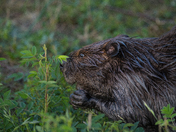 Beaver