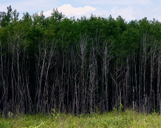 Chequamegon-Nicolet National Forest