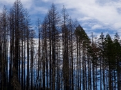 Deschutes National Forest