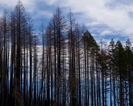 Deschutes National Forest