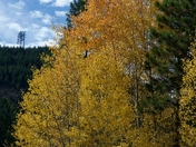 Deschutes National Forest