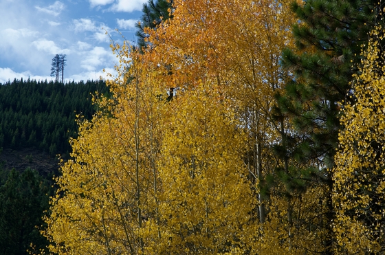 Deschutes National Forest