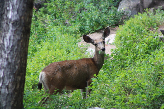 Grand Teton National Park