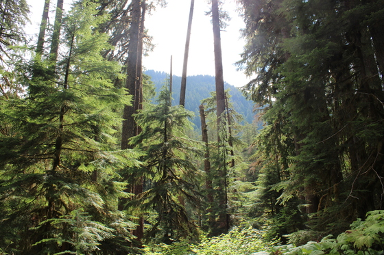 Olympic National Park