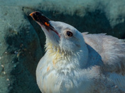 Opportunistic Feeder