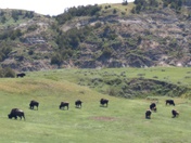 Theodore Roosevelt National Park 