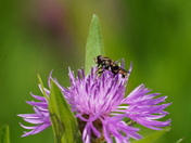 From the flower & bee collection