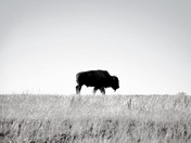 Theodore Roosevelt National Park